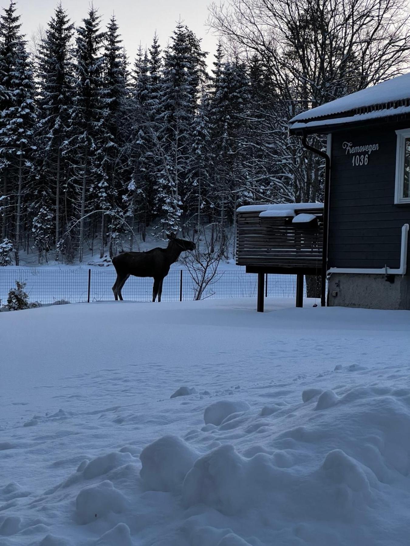 Vassfjellet Home Trondheim Kültér fotó